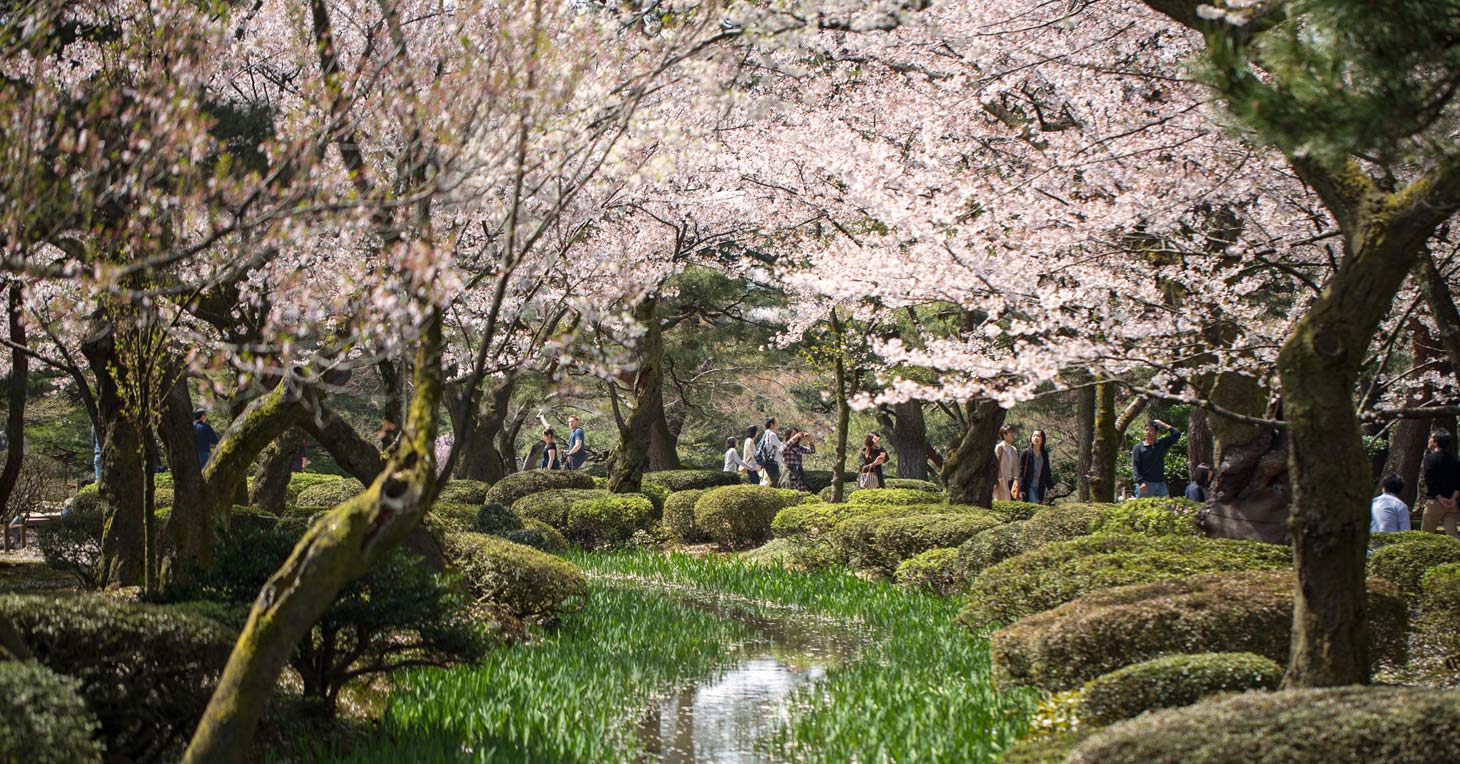 Chase the cherry blossom with InsideJapan Tours 