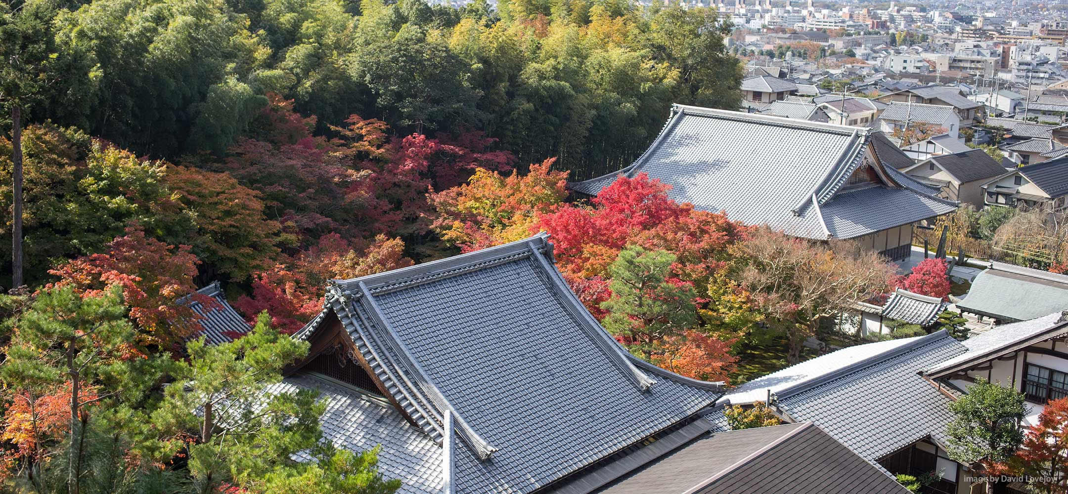 Appreciating Japan's autumn leaf viewing (koyo) 