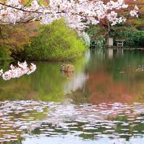 Insider Experience: Secret garden tour of Kyoto  Image