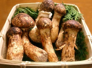 800px-Matsutake