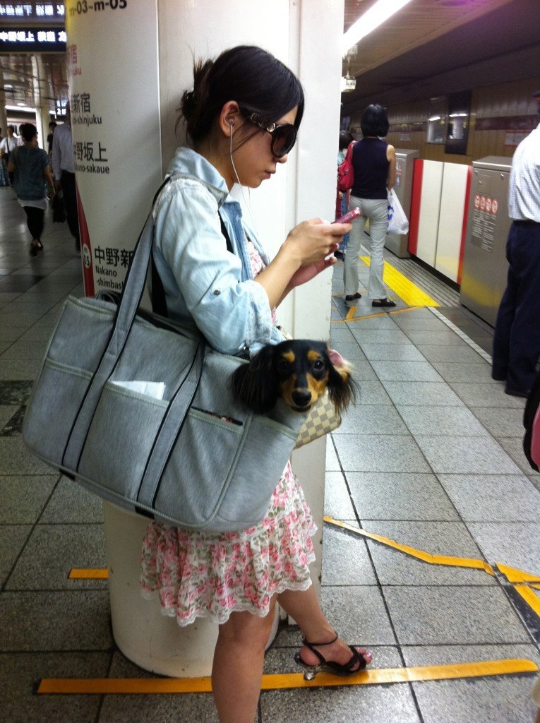 It’s a Dogs Life in Japan! InsideJapan Tours