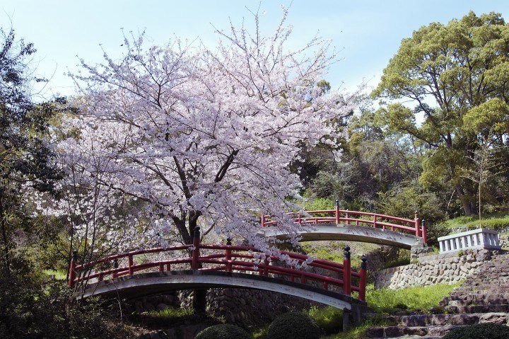 Cherry blossom in Kanazawa