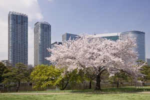 Cherry Blossom in Hama-rikyu Gardens