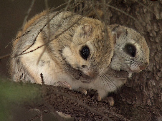 most unique Japanese animals dwarf flying squirrel