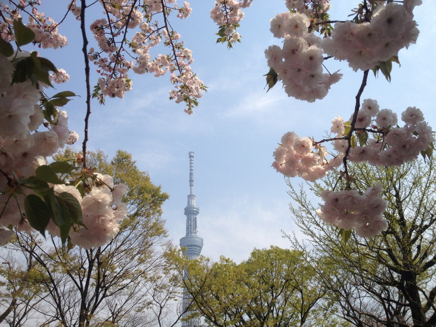 Japan Spring Elegance in pictures | InsideJapan Blog