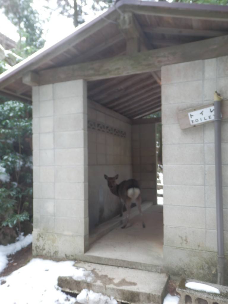 Where to find Japan's 10 coolest animals | InsideJapan Tours Blog