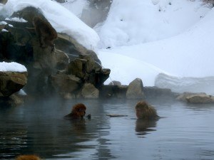 Snow monkeys in onsen, Japan