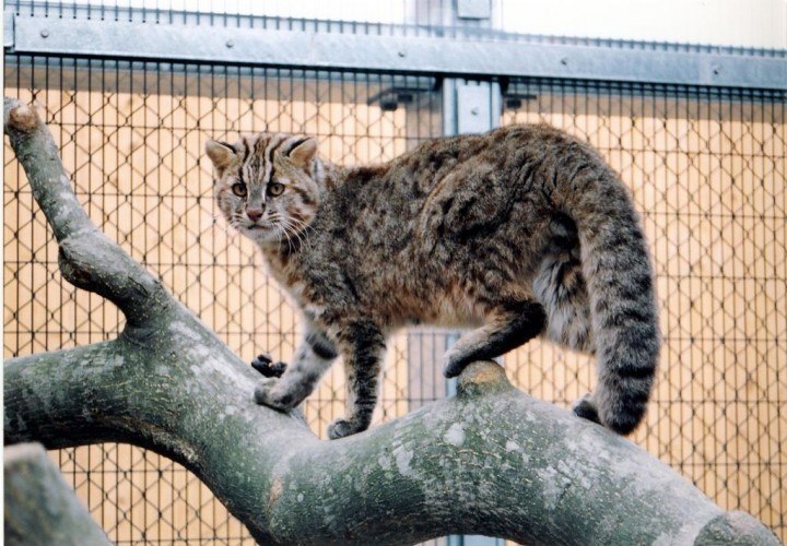 The Tsushima Leopard Cat