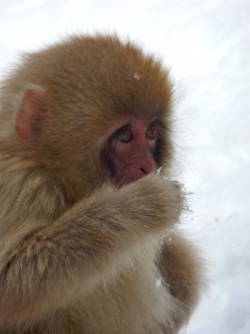 A baby Japanese macaque at Yudanaka's Jigokudani Monkey Park