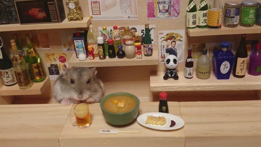 Japanese Hamsters InsideJapan Tours