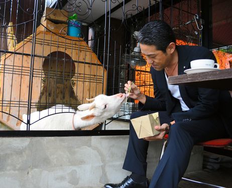 Feeding Sakura at the the Sakuragaoka goat cafe (Photo: ajw.asahi.com)