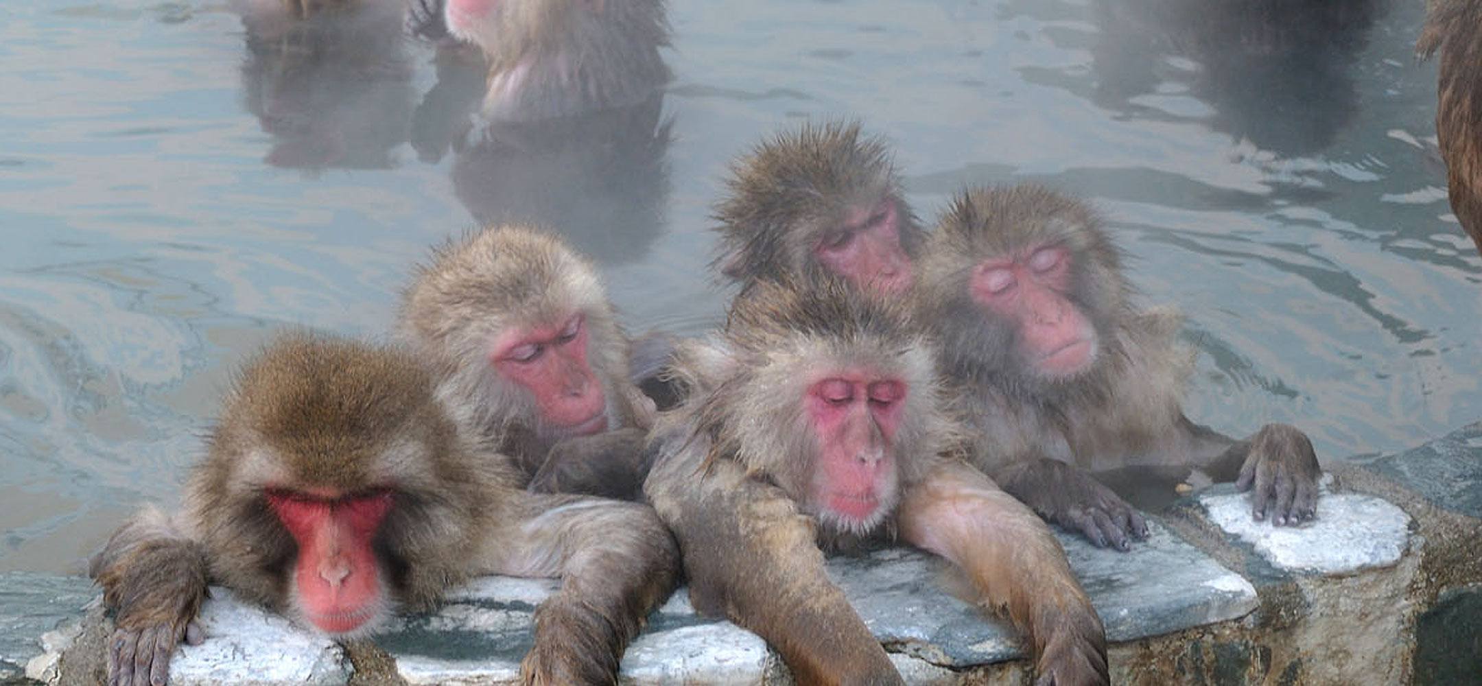 Monkeys relaxing at Jigokudani