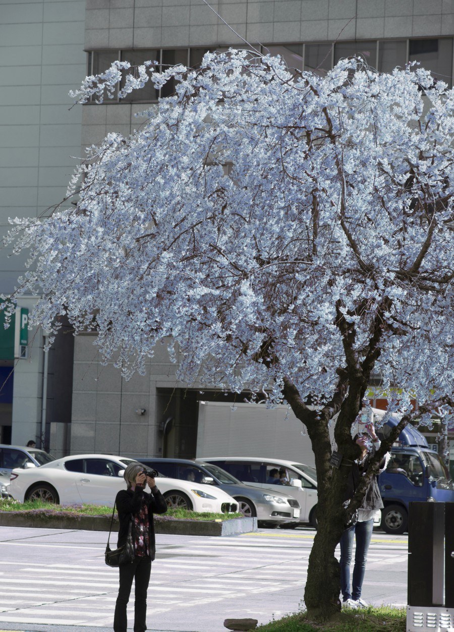 Blue blossom a first InsideJapan Tours