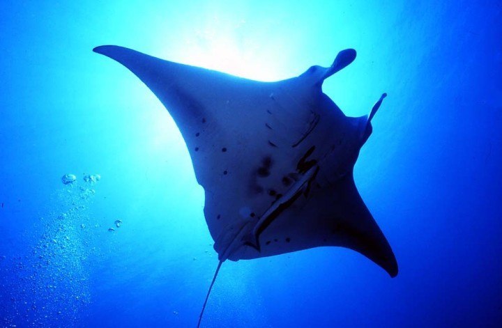 manta