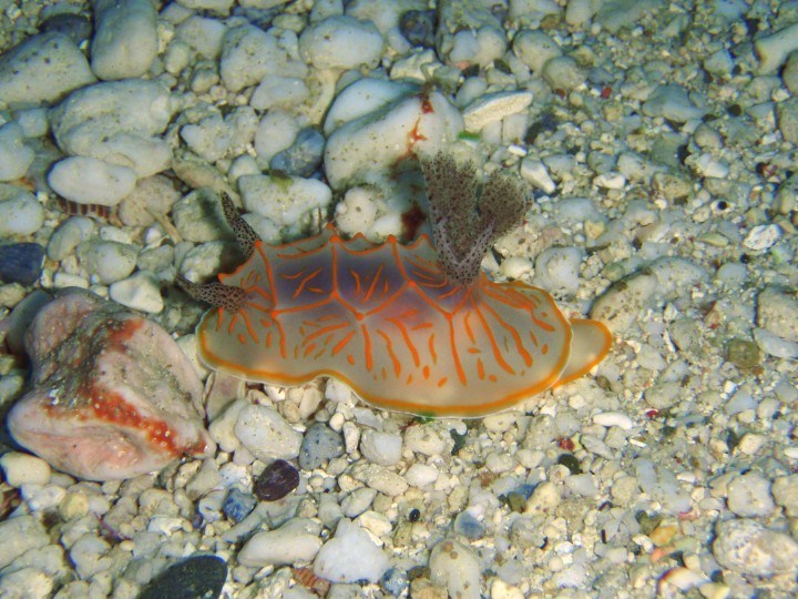 Mosaic Nudibranch