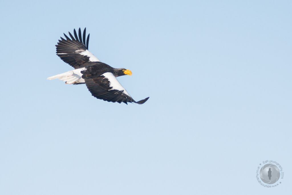 Stellar's sea eagles in Hokkaido earth's enchanted islands