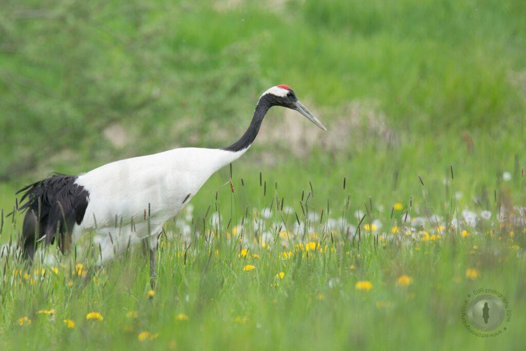 Ester BBC2 Red-crowned crane on earth's enchanted islands