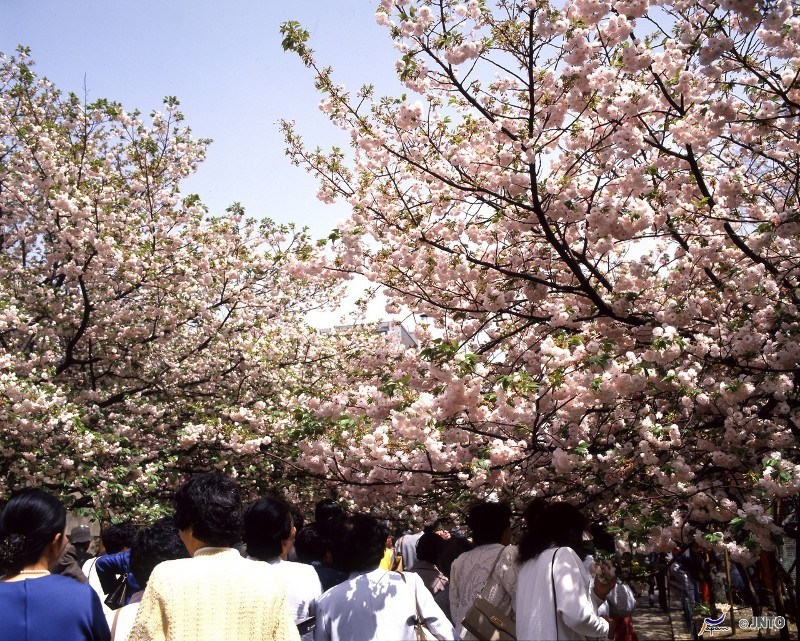 Cherry blossom at the Osaka Mint InsideJapan