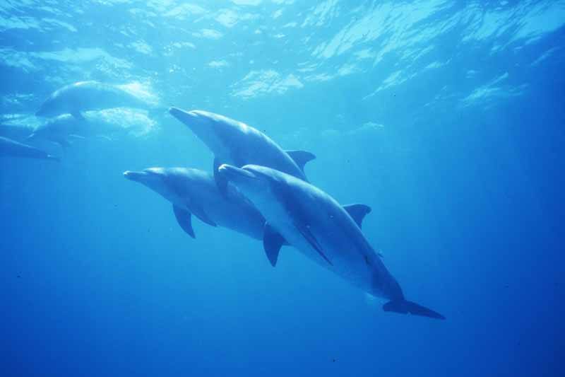 Dolphins in the waters surrounding the Ogasawara Islands