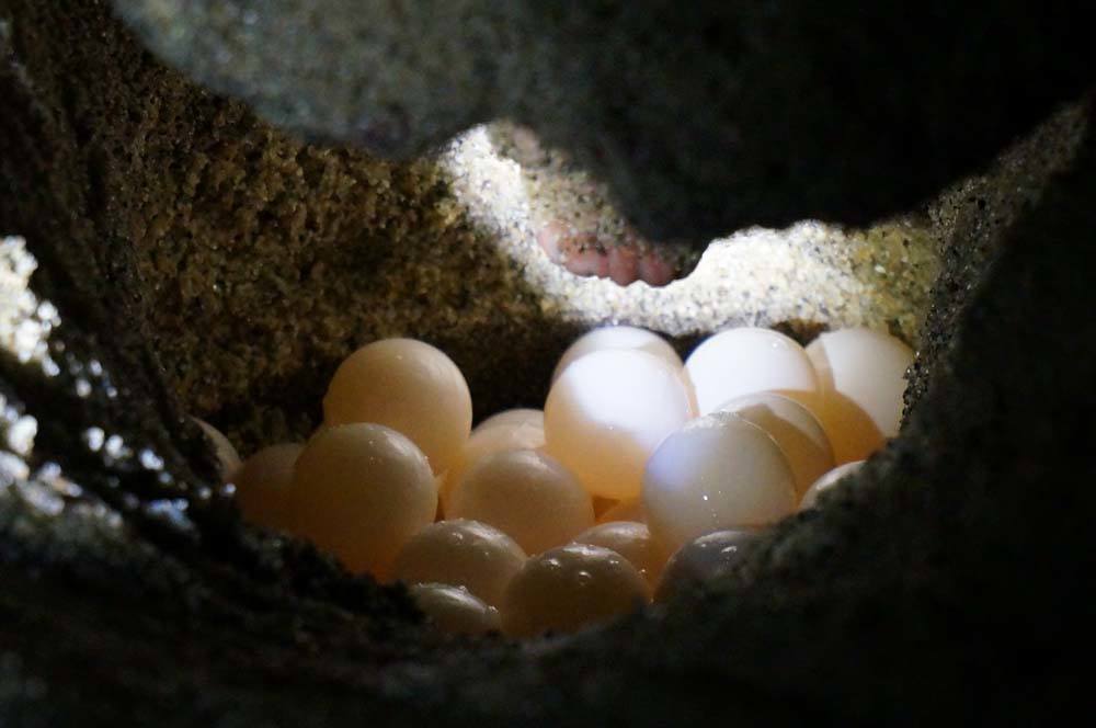 Turtles eggs in their nest