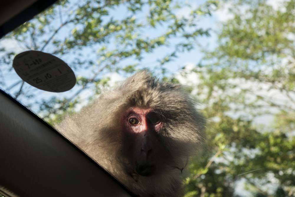 Hitch-hiking, Yakushima-style