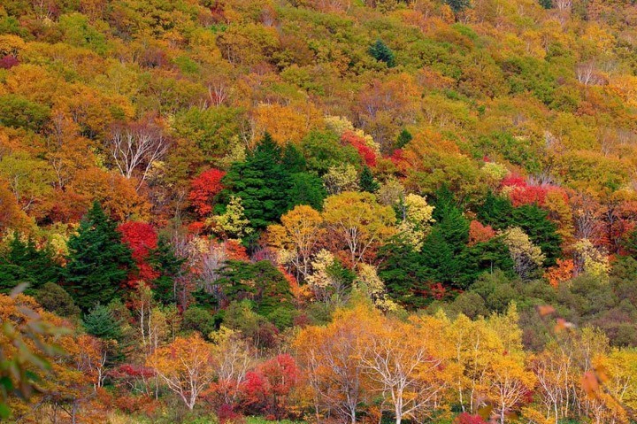 Our top 10 places to see autumn leaves in Japan | InsideJapan Tours