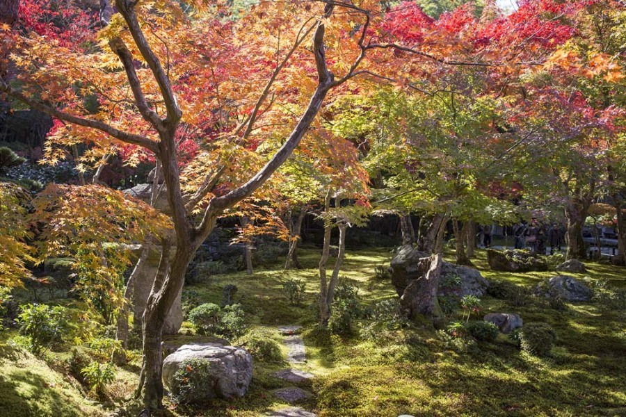 Our top 10 places to see autumn leaves in Japan