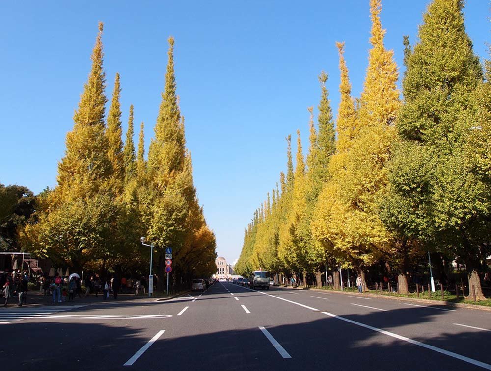 Tokyo's famous Gingko Avenue