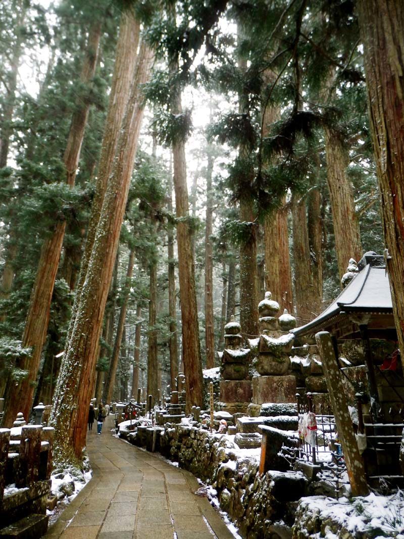 Wandering through the towering cedar forests is a bewitching experience