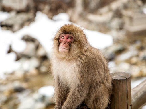 Hot spring bathing snow monkey