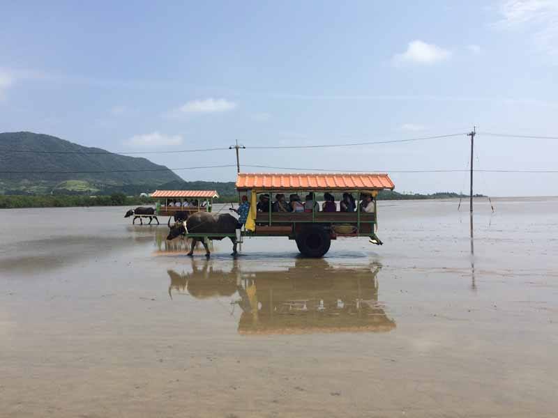 Taking a water buffalo cart ride on the beach