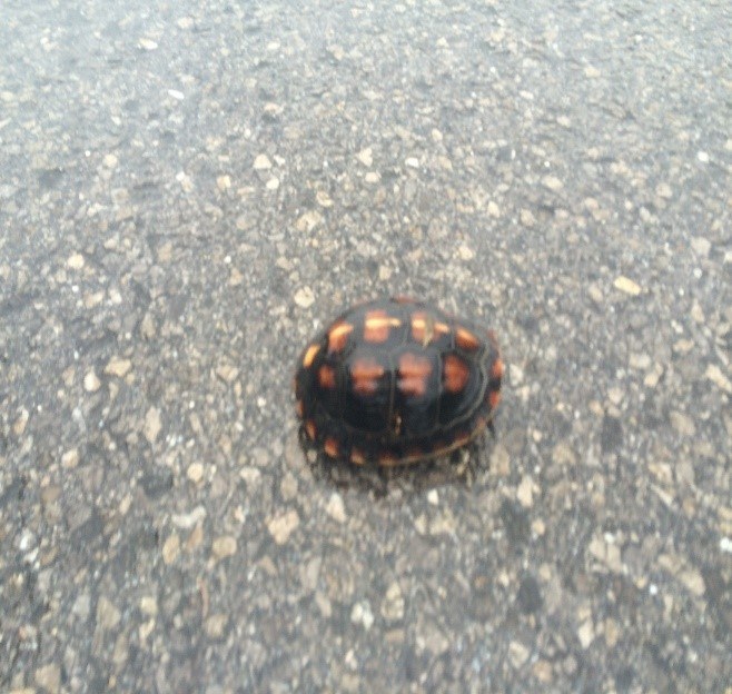 Turtle crossing!