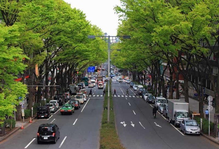 Green trees provide cover for Omotesando street in Tokyo