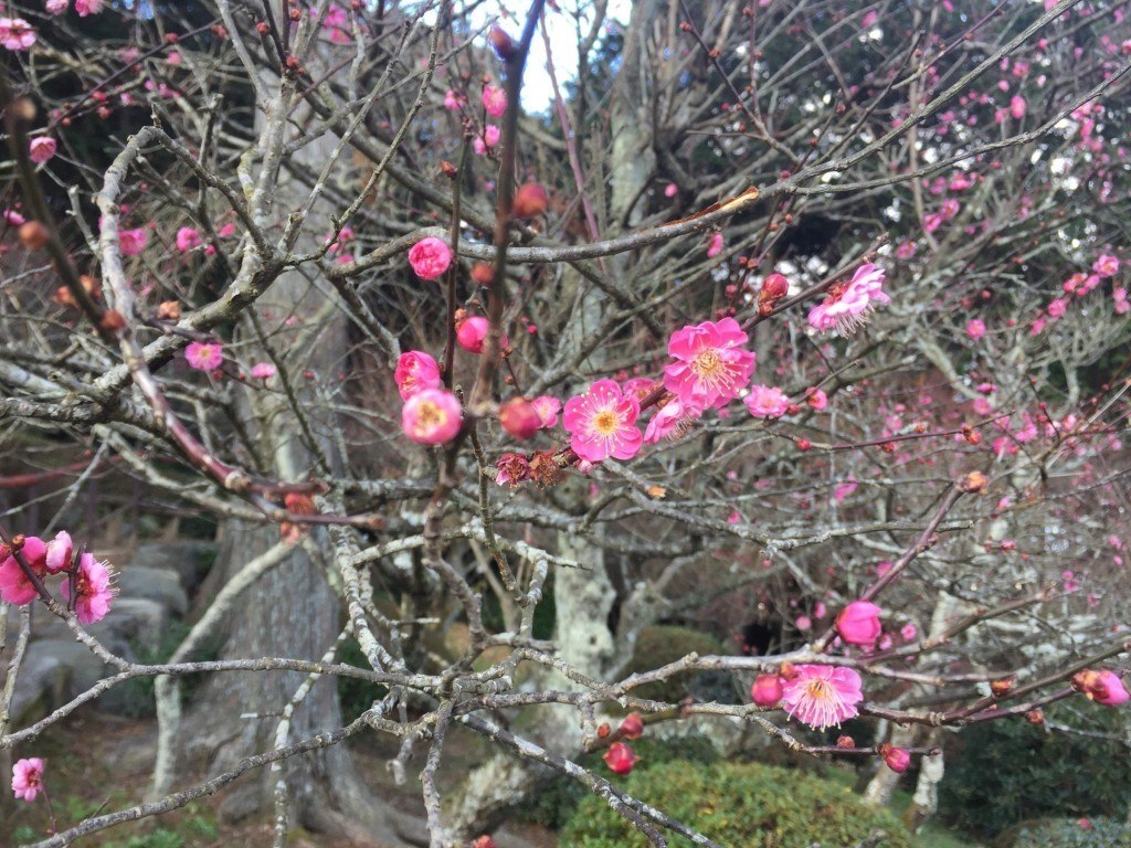 Plum blossoms proving my scepticism to be ill-founded