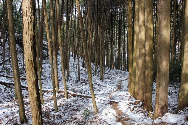 Mountain forests on the way to the summit