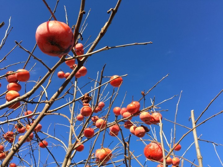 Japanese persimmons, travel to Japan in November