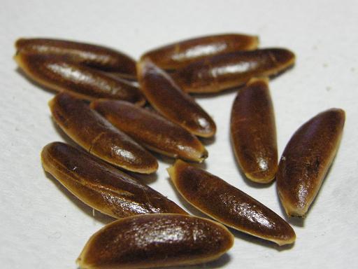 Persimmon seeds