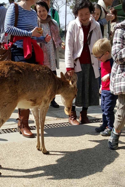 Feeding the deer in Nara