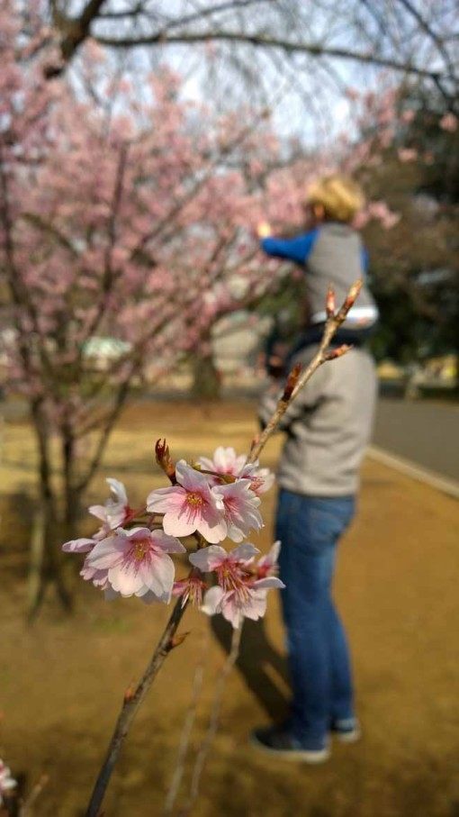 Cherry blossom in Shinjuku Park