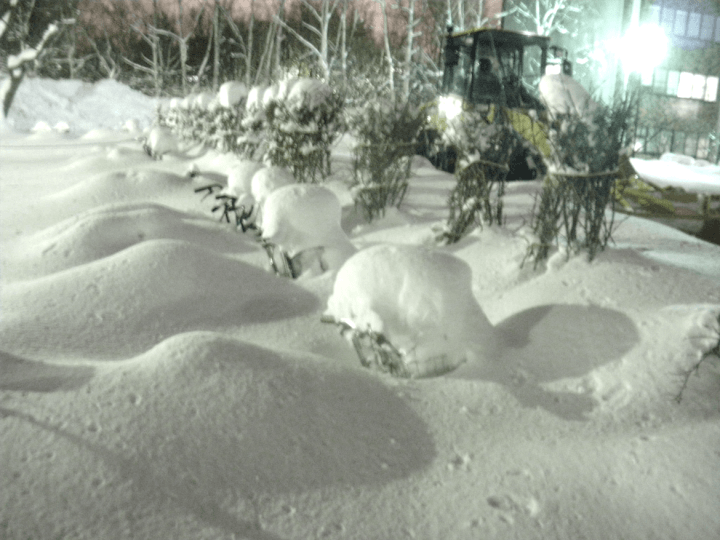 Bikes in the snow