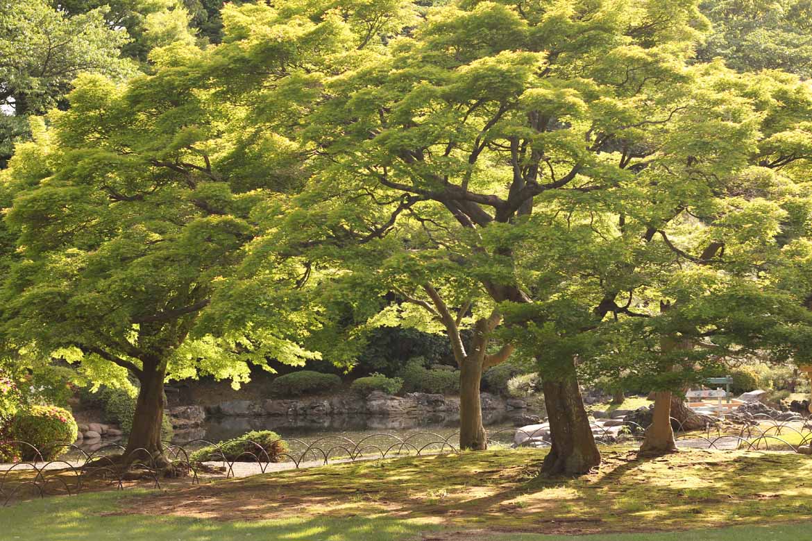Shinjuku Park: Tranquillity in the city