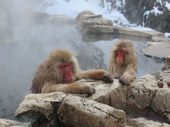 Stuart Timms | Snow Monkeys, Yamanouchi