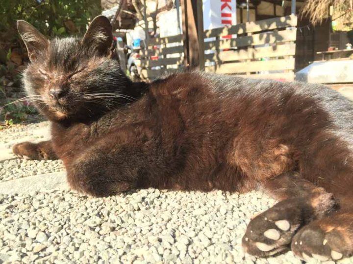 Kamakura Tom enjoying the sun