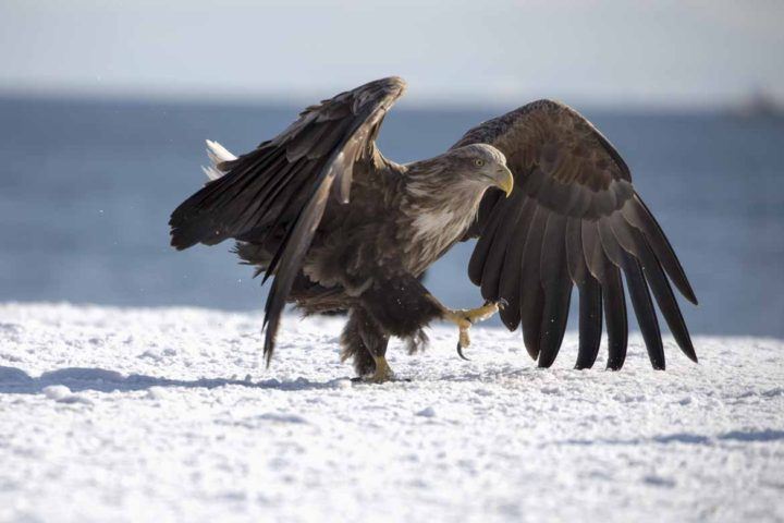 A magnificent Steller's sea eagle