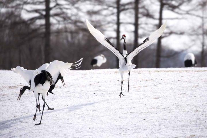 Red-crowned cranes perform their bewitching mating dance