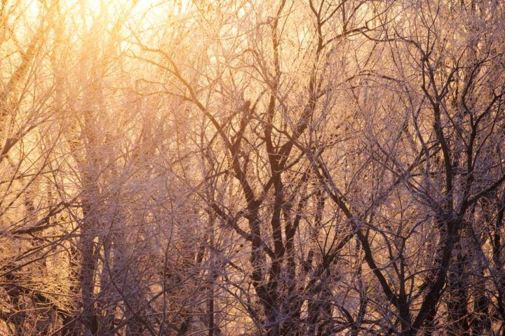 Winter highlights: Sunlight streams through the trees