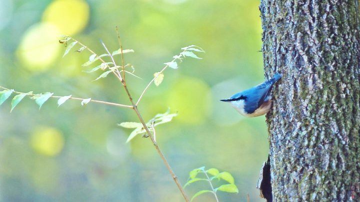 Spot Siberian blue robins - and many other species