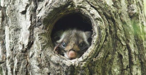 A flying squirrel peeps out of his hole (Photo: Picchio Wildlife Centre)