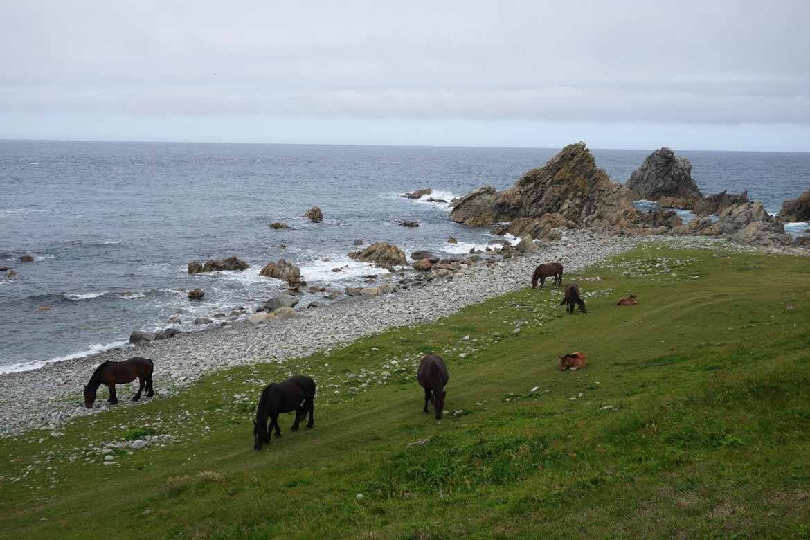 Horses wander the cape