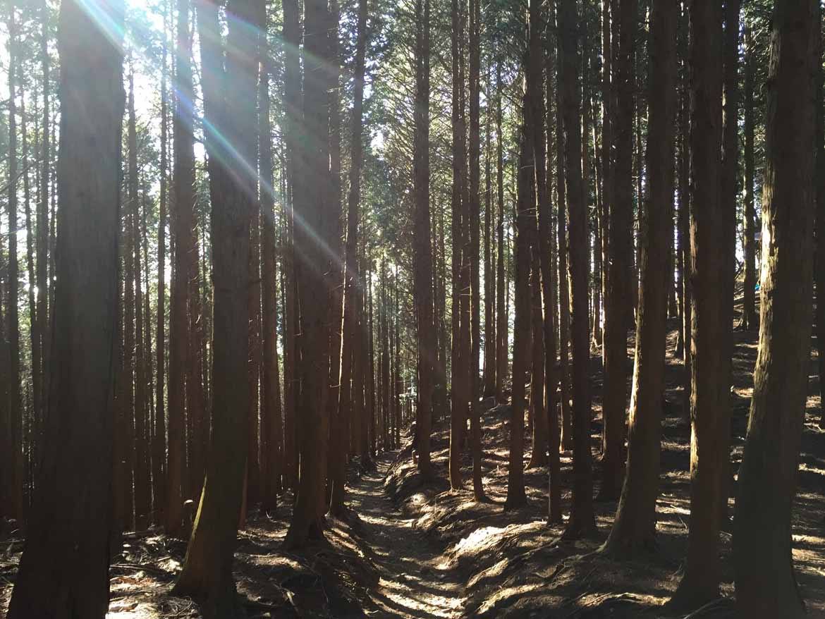 Cedar trees lining the later stages of the trail